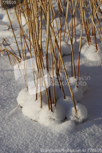 Image of reeds