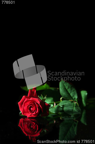 Image of Red rose