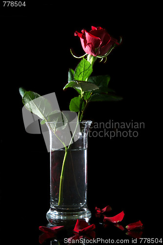 Image of Red rose