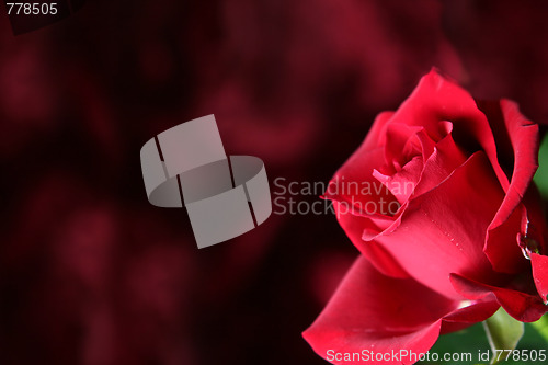 Image of Red rose