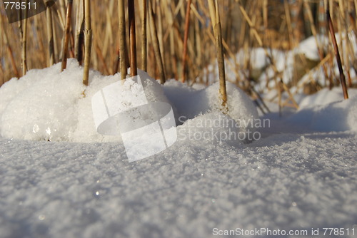 Image of frozen reeds