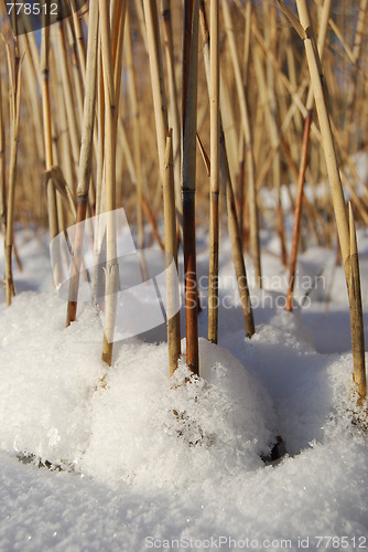 Image of reeds