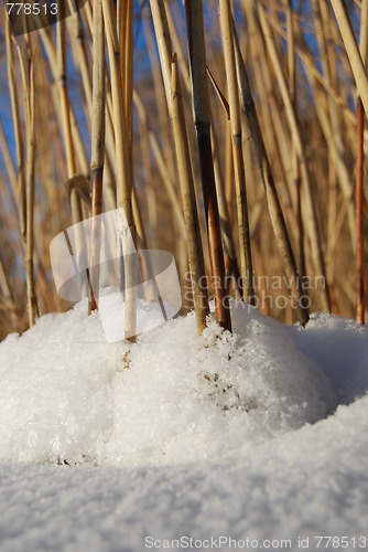 Image of reeds