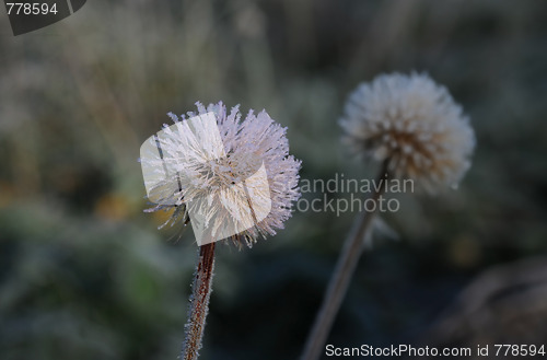 Image of Frozen Dandelion