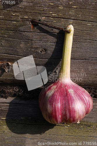 Image of Garlic Bulb On The Wall