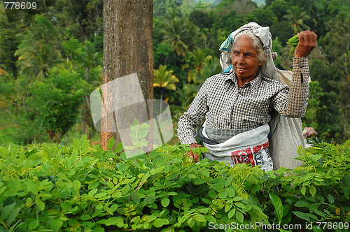 Image of Tea Plucker at Work