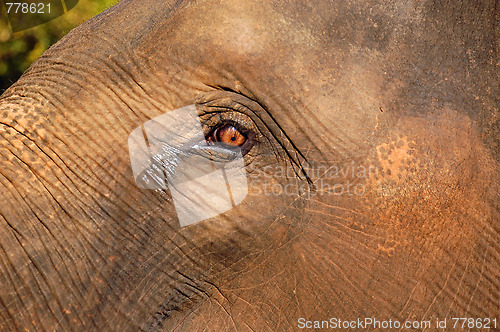 Image of Elephant’s Eye