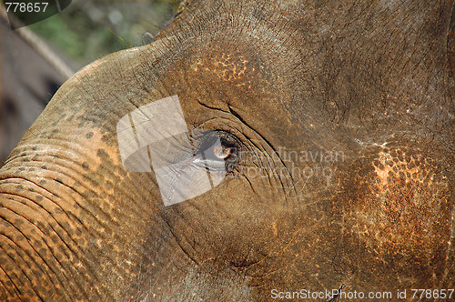 Image of The Eye of the Baby Elephant