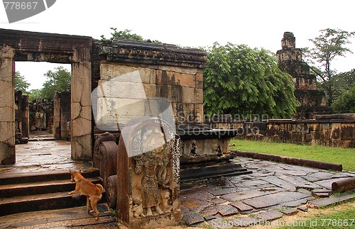 Image of Ruins of Polonnaruwa and the Dog