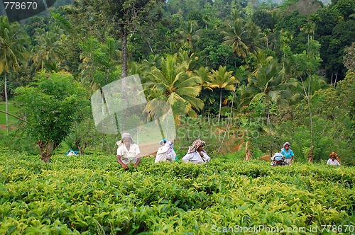 Image of Tea Pickers At Work