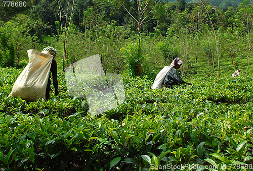 Image of Women Tea Pickers At Work