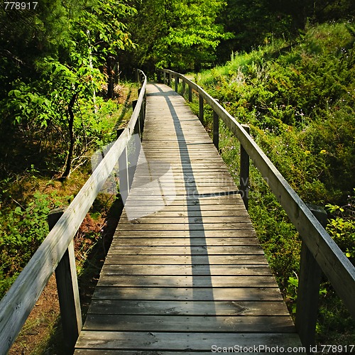 Image of Wooden walkway through forest