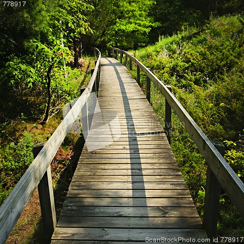 Image of Wooden walkway through forest