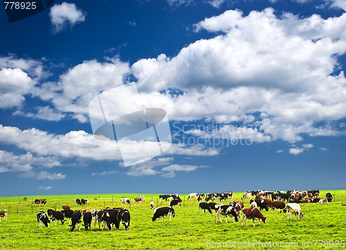 Image of Cows in pasture