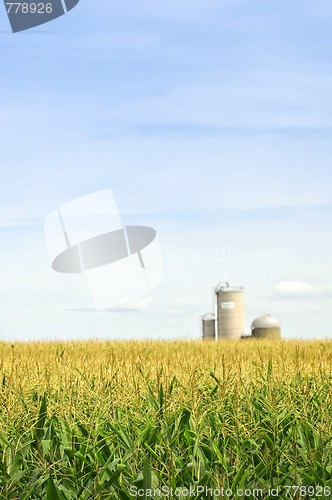 Image of Corn field with silos