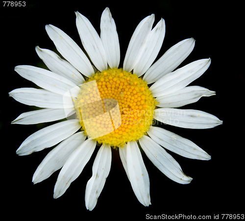 Image of white flower