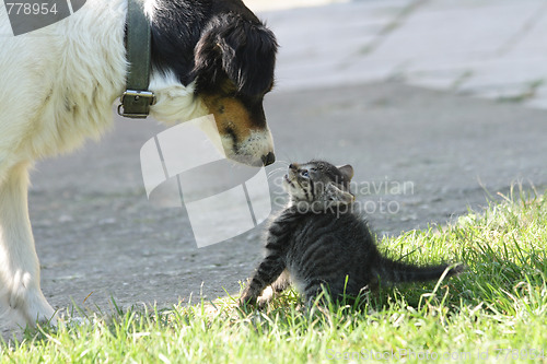 Image of cat and dog