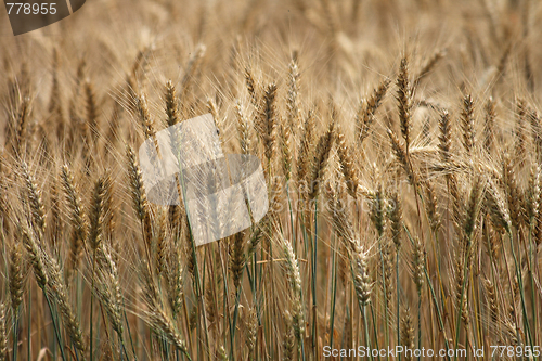 Image of golden corn