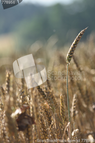 Image of golden corn