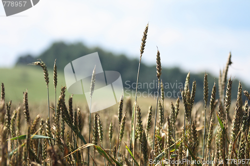 Image of golden corn