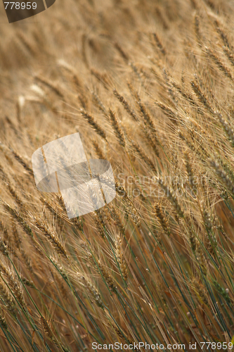 Image of golden corn