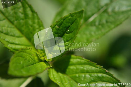 Image of mint background
