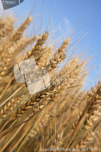 Image of golden corn