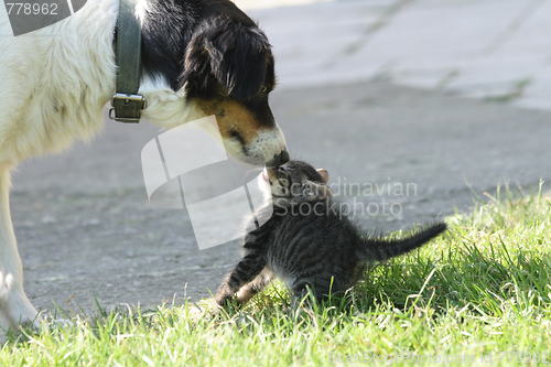 Image of cat and dog