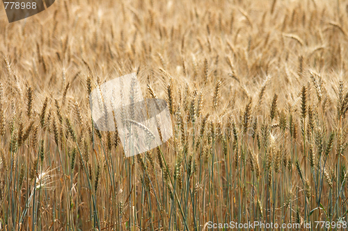 Image of golden corn