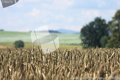 Image of golden corn
