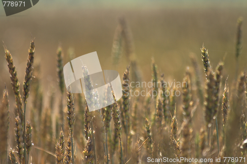 Image of golden corn