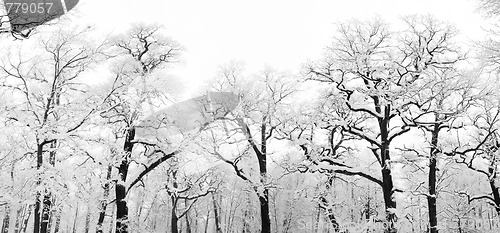 Image of snowy trees