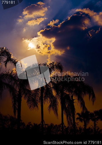 Image of palm trees against sun