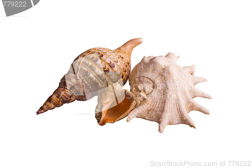 Image of shells isolated