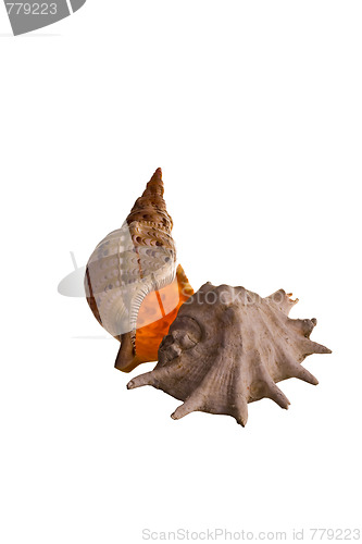 Image of shells isolated 1