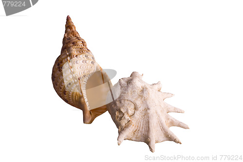 Image of shells isolated 2