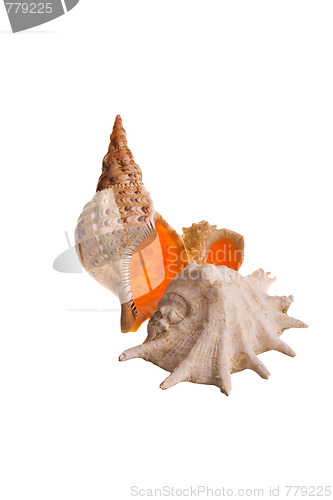 Image of shells isolated 3