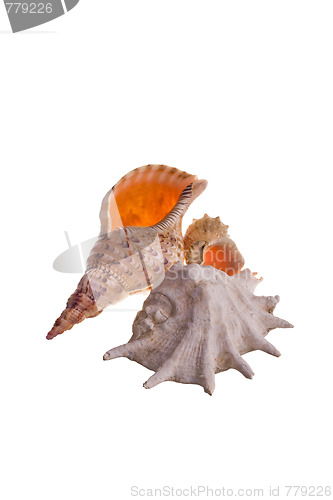 Image of shells isolated 4