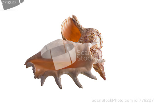 Image of shells isolated 5