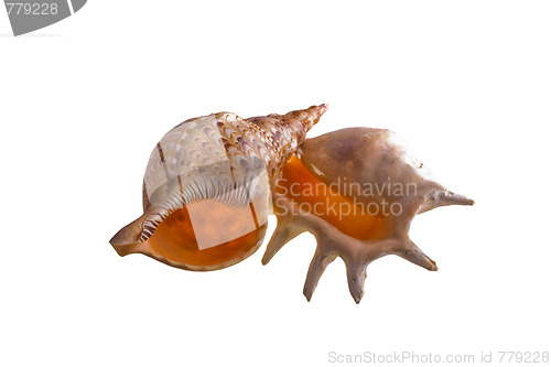 Image of shells isolated 6