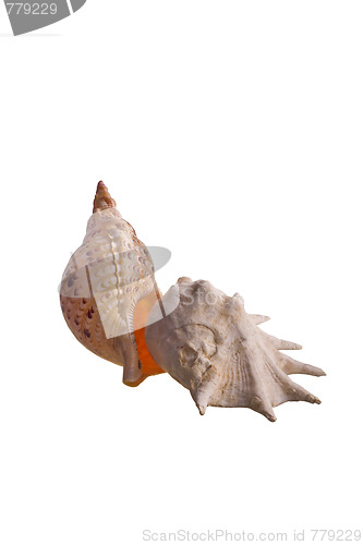 Image of shells isolated 7