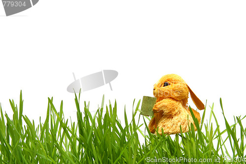 Image of Easter bunny in the grass