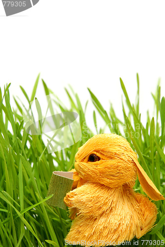 Image of Easter bunny in the grass