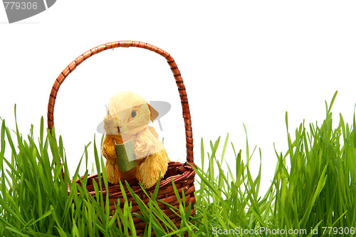 Image of Easter bunny in the grass