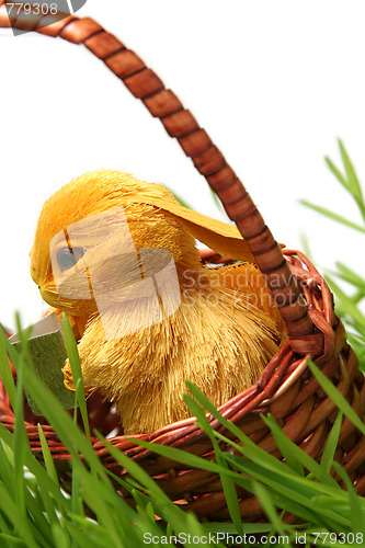 Image of Easter bunny in the grass