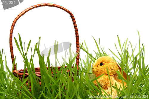 Image of Easter bunny in the grass