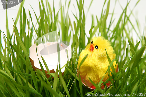 Image of Easter chicken