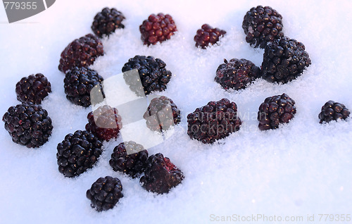 Image of Blackberries in Snow