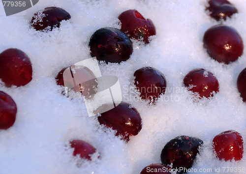 Image of Frozen Cherries in Snow