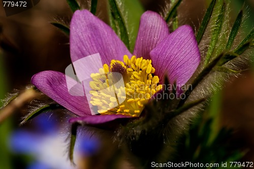 Image of anemone pulsatilla